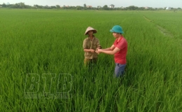 Kiến Xương tập trung chăm s&oacute;c v&agrave; ph&ograve;ng trừ sinh vật g&acirc;y hại l&uacute;a m&ugrave;a