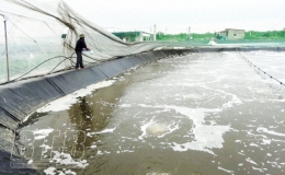 Nam Thịnh: Ph&aacute;t triển nu&ocirc;i t&ocirc;m thẻ c&ocirc;ng nghệ cao