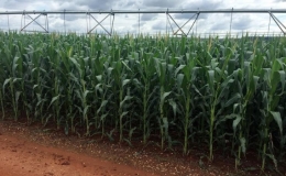 Nh&oacute;m n&ocirc;ng sản đồng loạt tăng gi&aacute;, c&aacute;c mặt h&agrave;ng kim loại tiếp tục chịu sức &eacute;p