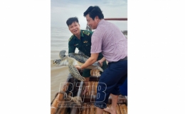 Thả r&ugrave;a biển qu&yacute; hiếm về tự nhi&ecirc;n