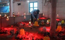 Ti&ecirc;m vắc-xin ph&ograve;ng bệnh cho đ&agrave;n gia s&uacute;c, gia cầm vụ thu đ&ocirc;ng từ 10 - 30/9