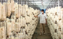 C&ocirc;ng nghệ tưới th&ocirc;ng minh n&acirc;ng cao hiệu quả trồng nấm