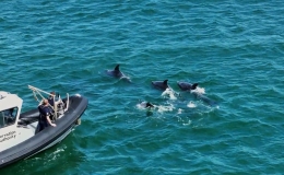 Khoảnh khắc tuyệt vời c&aacute; heo theo thuyền ra khơi