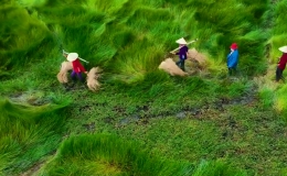 Ngắm c&aacute;nh đồng cỏ năng 'lượn s&oacute;ng' đẹp m&ecirc; ly ở Miền Trung