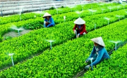 Ph&aacute;t triển hợp t&aacute;c x&atilde; n&ocirc;ng nghiệp: Một số nhiệm vụ, giải ph&aacute;p