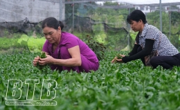 Ph&aacute;t triển kinh tế từ rau gia vị