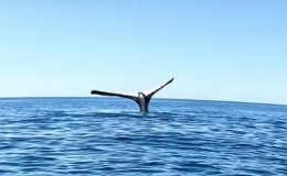 Thước phim hiếm về c&aacute; voi lưng g&ugrave; chổng đu&ocirc;i l&ecirc;n mặt nước