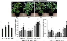 Chỉnh sửa gene giảm đường kh&oacute; ti&ecirc;u trong c&acirc;y đậu tương