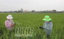 Chủ động chăm s&oacute;c, bảo vệ l&uacute;a m&ugrave;a