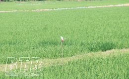  Đồng loạt c&aacute;c biện ph&aacute;p diệt chuột bảo vệ sản xuất