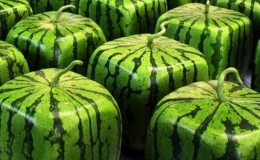 Dưa hấu vu&ocirc;ng được Nhật Bản tạo ra thế n&agrave;o?