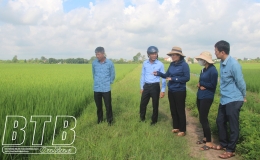  Hưng H&agrave;: Ph&aacute;t động phun thuốc ph&ograve;ng, trừ s&acirc;u đục th&acirc;n hai chấm cho khoảng 3.000ha l&uacute;a m&ugrave;a