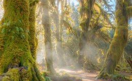 Kh&aacute;m ph&aacute; c&aacute;nh rừng sồi nguy&ecirc;n sinh phủ đầy r&ecirc;u như truyện cổ t&iacute;ch