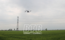 Kiến Xương: 95% diện t&iacute;ch l&uacute;a m&ugrave;a cần phun trừ s&acirc;u cuốn l&aacute; nhỏ