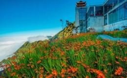 Lễ hội Hoa dơn th&oacute;c tr&ecirc;n đỉnh Fansipan