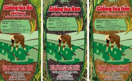 Nh&agrave; khoa học Việt tạo giống l&uacute;a m&agrave;u năng suất bằng l&uacute;a thường