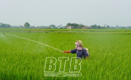  Th&aacute;i Thụy: Ph&aacute;t động đợt ph&ograve;ng, trừ s&acirc;u bệnh từ ng&agrave;y 24 - 26/8