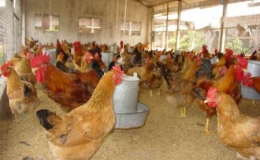 L&agrave;m gi&agrave;u từ nu&ocirc;i g&agrave;