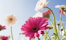 Đẹp h&uacute;t hồn những c&aacute;nh đồng hoa