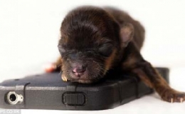 Mini, ch&uacute; ch&oacute; nhỏ nhất nước Anh