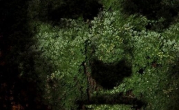 T&aacute;c phẩm nghệ thuật tr&ecirc;n c&acirc;y tại Australia