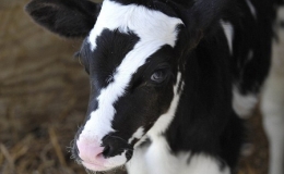 Con b&ecirc; đ&aacute;ng y&ecirc;u ch&agrave;o đời với vết bớt h&igrave;nh số 7 tr&ecirc;n mặt