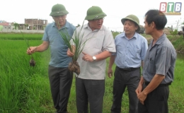 Kiểm tra t&igrave;nh h&igrave;nh s&acirc;u bệnh v&agrave; c&ocirc;ng t&aacute;c ph&ograve;ng, trừ tại huyện Tiền Hải, Kiến Xương