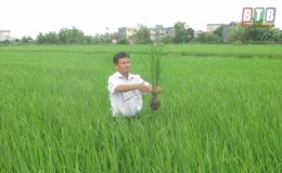 Kiến Xương phun trừ s&acirc;u đục th&acirc;n hai chấm cho 800ha l&uacute;a m&ugrave;a trỗ trước ng&agrave;y 10/9