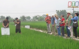 Hướng đi mới cho sản xuất l&uacute;a gạo