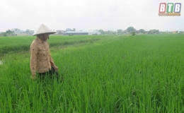 Kiến Xương ph&ograve;ng trừ s&acirc;u bệnh bảo vệ l&uacute;a m&ugrave;a