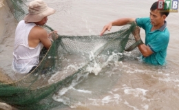 Khẩn trương thu hoạch thủy sản đạt k&iacute;ch cỡ thương phẩm v&agrave; c&oacute; biện ph&aacute;p bảo vệ thủy sản đang nu&ocirc;i