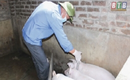 Th&aacute;i Thụy: T&iacute;ch cực ti&ecirc;m vắc - xin ph&ograve;ng bệnh cho gia s&uacute;c, gia cầm