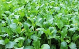 Phấn đấu sản xuất vụ Đ&ocirc;ng ở miền Bắc đạt 405 ngh&igrave;n ha