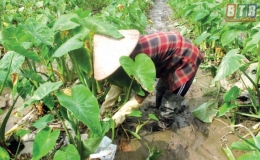 &Ocirc;ng Ri&ecirc;n: Trồng khoai lấy bồng 