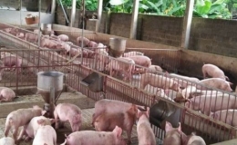 Gi&aacute; lợn tăng, người nu&ocirc;i vẫn ngại t&aacute;i đ&agrave;n