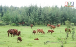 Tiền Hải: Ph&aacute;t triển chăn nu&ocirc;i tr&acirc;u, b&ograve; theo hướng bền vững