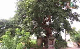 L&agrave;ng An Để - L&agrave;ng Di sản