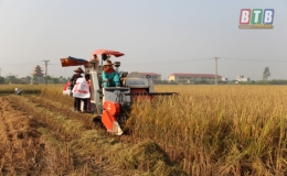 Gieo trồng gần 4.000ha c&acirc;y vụ đ&ocirc;ng