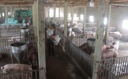 Ch&ecirc;nh lệch cao giữa gi&aacute; lợn miền Bắc v&agrave; miền Nam