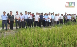 Hội nghị đầu bờ đ&aacute;nh gia m&ocirc; h&igrave;nh sản xuất l&uacute;a sạch sử dụng ph&acirc;n b&oacute;n hữu cơ vi sinh