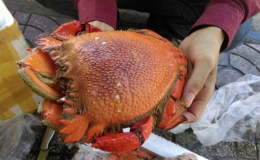 Cua ho&agrave;ng đế vị ngon như t&ocirc;m h&ugrave;m