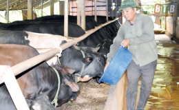 L&agrave;m gi&agrave;u từ nu&ocirc;i b&ograve; 3B