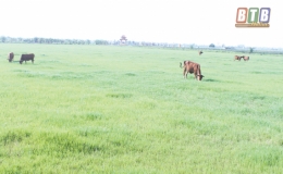 Giải b&agrave;i to&aacute;n n&ocirc;ng d&acirc;n bỏ ruộng (Kỳ 1)