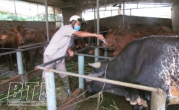 Hưng H&agrave;: Tổ chức ti&ecirc;m ph&ograve;ng cho gia s&uacute;c, gia cầm