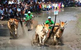 Kh&ocirc;ng tổ chức Hội đua b&ograve; Bảy N&uacute;i