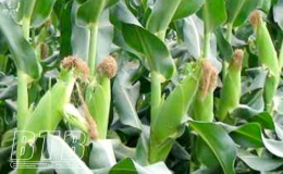 Kỹ thuật trồng, chăm s&oacute;c c&acirc;y ng&ocirc; giai đoạn đầu