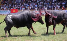 Tạm dừng lễ hội chọi tr&acirc;u Đồ Sơn 2020 v&igrave; COVID-19