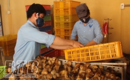 Th&aacute;i Thụy: Ti&ecirc;m vắc xin ph&ograve;ng bệnh cho đ&agrave;n gia s&uacute;c, gia cầm