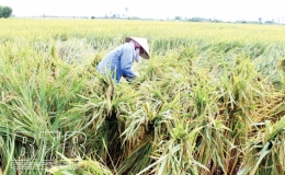 Vũ Thư: Nỗ lực khắc phục l&uacute;a bị đổ