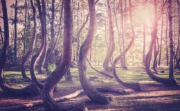 7 khu rừng ấn tượng " đẹp h&uacute;t hồn" du kh&aacute;ch